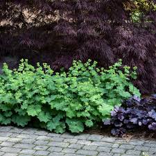 Image result for Alchemilla mollis