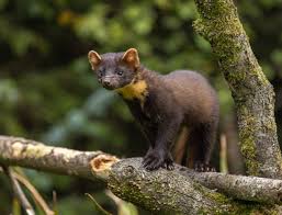 Attēlu rezultāti vaicājumam “Martes martes”