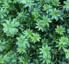 Image result for Galium odoratum