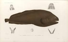 Image result for Anarhichas denticulatus