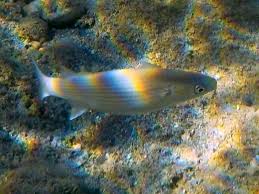 Image result for Liza aurata