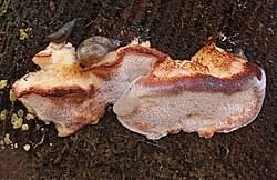 Attēlu rezultāti vaicājumam “Postia fragilis”