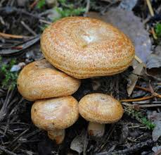 Attēlu rezultāti vaicājumam “Lactarius”