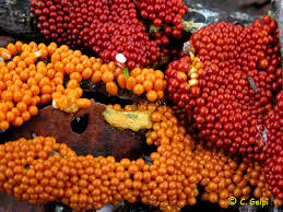 Attēlu rezultāti vaicājumam “Leocarpus fragilis”