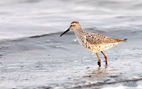 Image result for Calidris himantopus