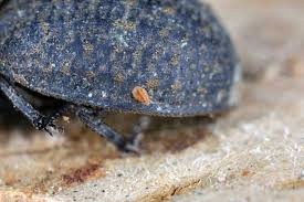 Attēlu rezultāti vaicājumam “Bolitophagus reticulatus”