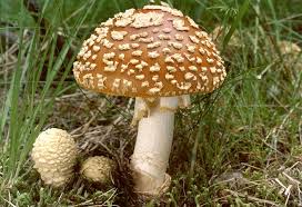 Attēlu rezultāti vaicājumam “Amanita regalis”