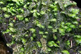 Attēlu rezultāti vaicājumam “Scapania irrigua”