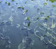 Attēlu rezultāti vaicājumam “Potamogeton perfoliatus”