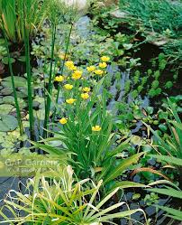Attēlu rezultāti vaicājumam “Ranunculus lingua flower”