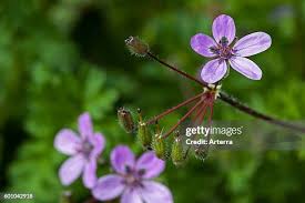 Attēlu rezultāti vaicājumam “Erodium cicutarium flower”