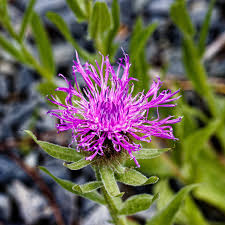 Attēlu rezultāti vaicājumam “Centaurea phrygia flower”