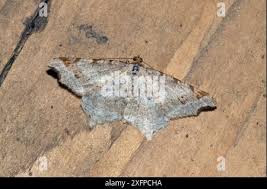 Attēlu rezultāti vaicājumam “Macaria alternata”