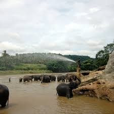 Image result for pinawella