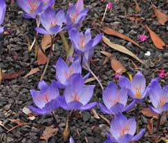 Attēlu rezultāti vaicājumam “Crocus speciosus”