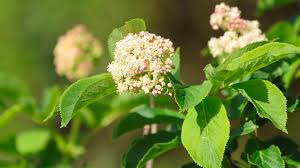 Attēlu rezultāti vaicājumam “Sambucus racemosa flower”