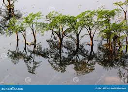 Attēlu rezultāti vaicājumam “Oenanthe aquatica”