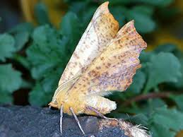 Attēlu rezultāti vaicājumam “Ennomos autumnaria”