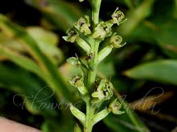 Attēlu rezultāti vaicājumam “Herminium monorchis leaf”