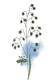 Attēlu rezultāti vaicājumam “Briza media”