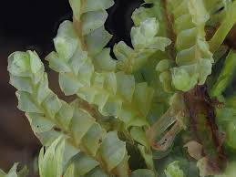 Attēlu rezultāti vaicājumam “Leiocolea heterocolpos”