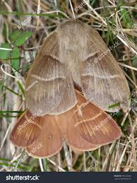 Attēlu rezultāti vaicājumam “Macrothylacia rubi”