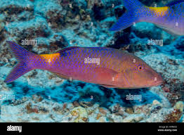 Image result for Parupeneus cyclostomus