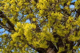 Attēlu rezultāti vaicājumam “Acer platanoides flower”