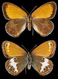 Attēlu rezultāti vaicājumam “Coenonympha arcania underside”