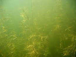 Attēlu rezultāti vaicājumam “Stuckenia pectinata”