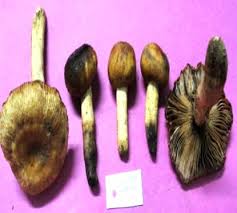 Attēlu rezultāti vaicājumam “Lactarius lygniotus”
