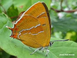 Attēlu rezultāti vaicājumam “Theclinae”