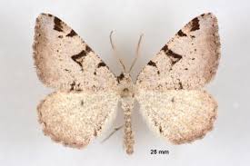 Attēlu rezultāti vaicājumam “Macaria wauaria”