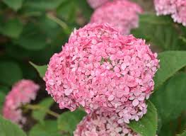 Attēlu rezultāti vaicājumam “Hydrangea arborescens subsp. discolor flower”