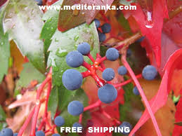 Attēlu rezultāti vaicājumam “Parthenocissus quinquefolia fruit”