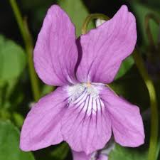 Attēlu rezultāti vaicājumam “Viola riviniana flower”