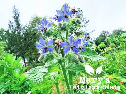 Image result for Borago officinalis