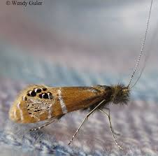 Attēlu rezultāti vaicājumam “Adelidae”