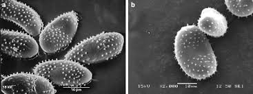 Attēlu rezultāti vaicājumam “Melampsora magnusiana”