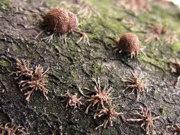 Attēlu rezultāti vaicājumam “Hypoxylon fragiforme / howeianum”