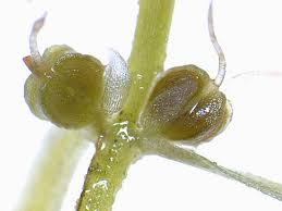 Attēlu rezultāti vaicājumam “Callitriche cophocarpa leaf”