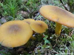 Attēlu rezultāti vaicājumam “Tricholomopsis decora”