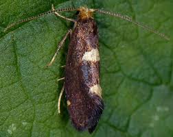 Attēlu rezultāti vaicājumam “Incurvaria oehlmanniella”