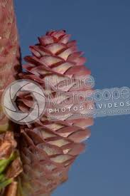 Attēlu rezultāti vaicājumam “Picea abies female flower”