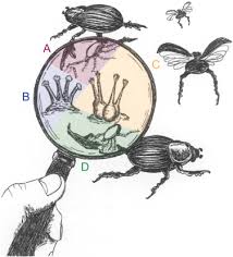 Attēlu rezultāti vaicājumam “Perichaena corticalis spores”