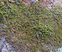 Attēlu rezultāti vaicājumam “Leiocolea heterocolpos”