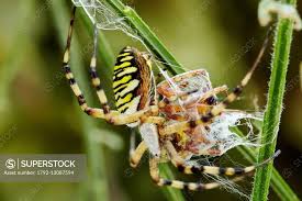 Attēlu rezultāti vaicājumam “Argiope bruennichi female”
