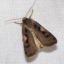 Attēlu rezultāti vaicājumam “Xestia c-nigrum”