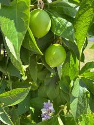 Attēlu rezultāti vaicājumam “Carex loliacea fruit”