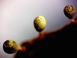 Attēlu rezultāti vaicājumam “Craterium aureum”